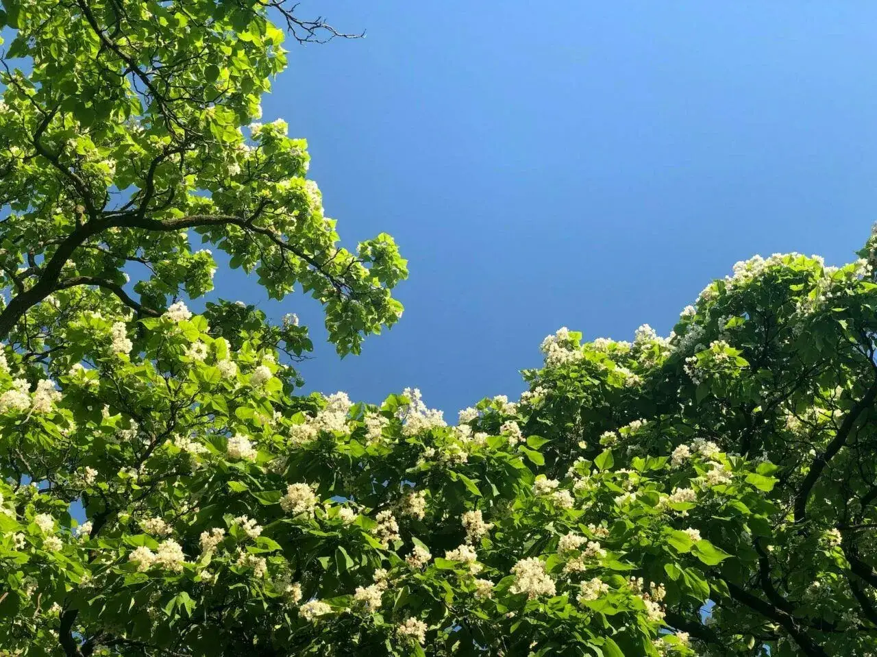 Katalpa kwitnie białymi kwiatami na tle błękitnego nieba. Dowiedz się, jak przycinać katalpę, by cieszyć się jej pięknem.