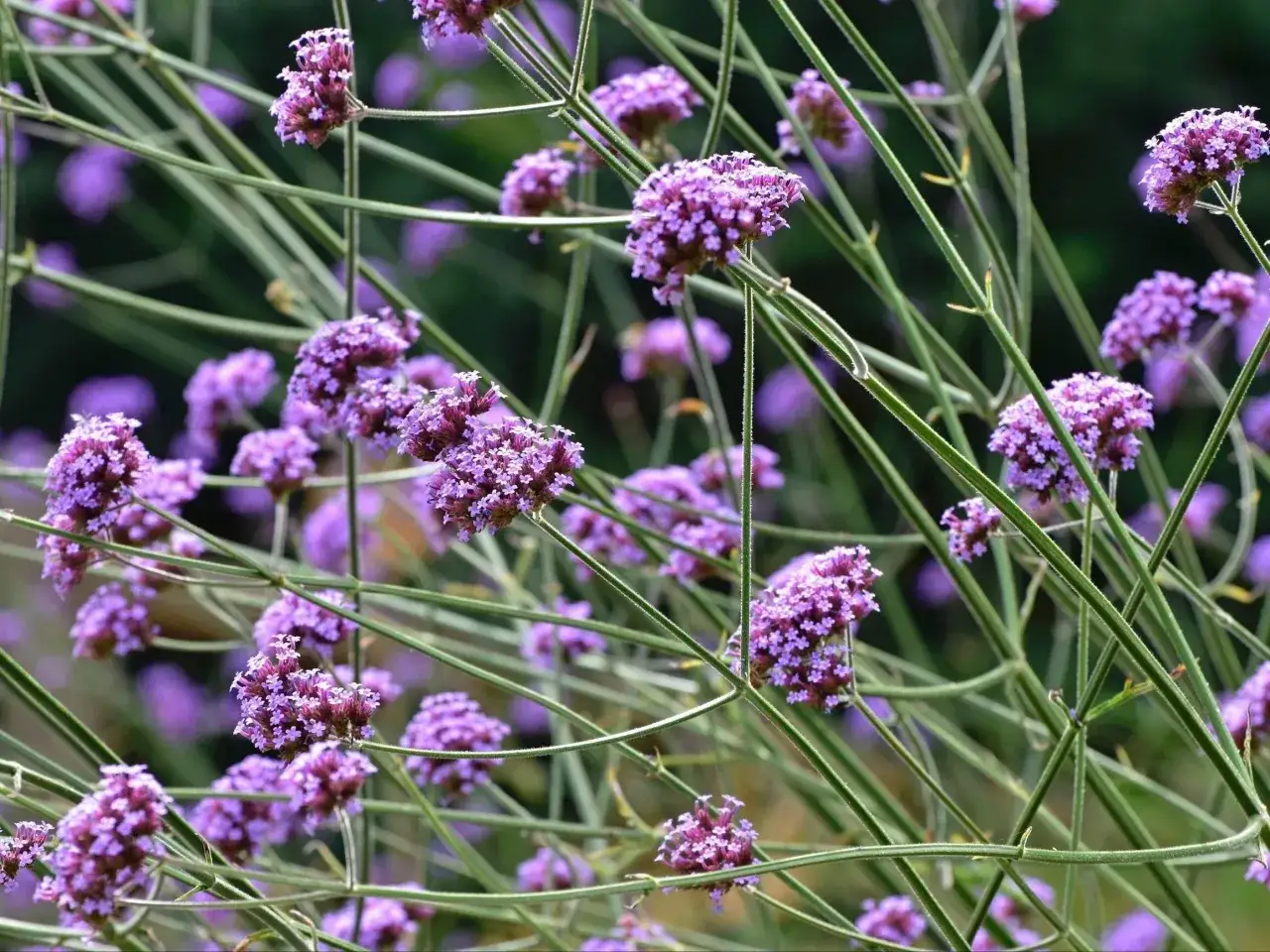 Werbena: Kiedy kwitnie? Sekrety długiego kwitnienia!