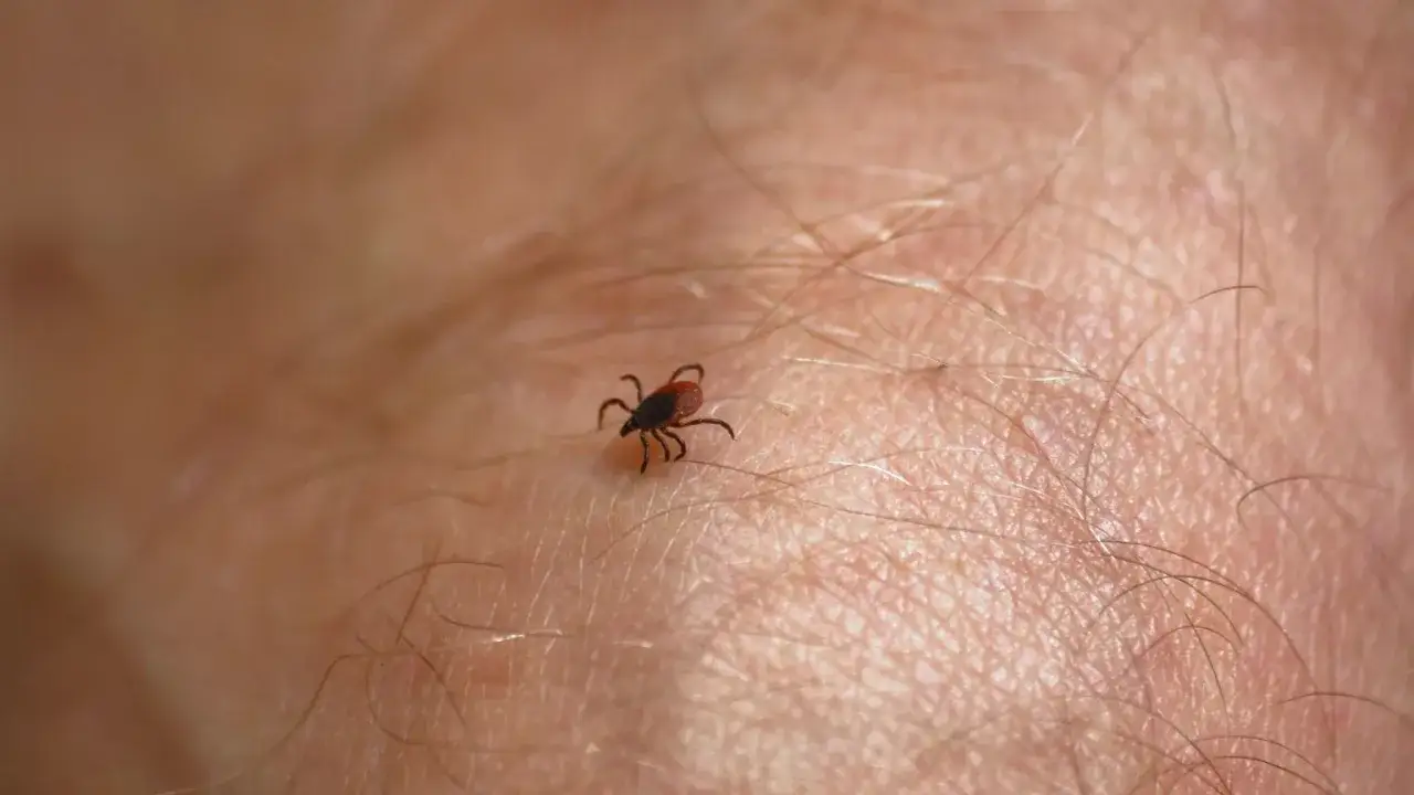 Jak wygląda kleszcz? Nie pomyl go z pieprzykiem! Poradnik