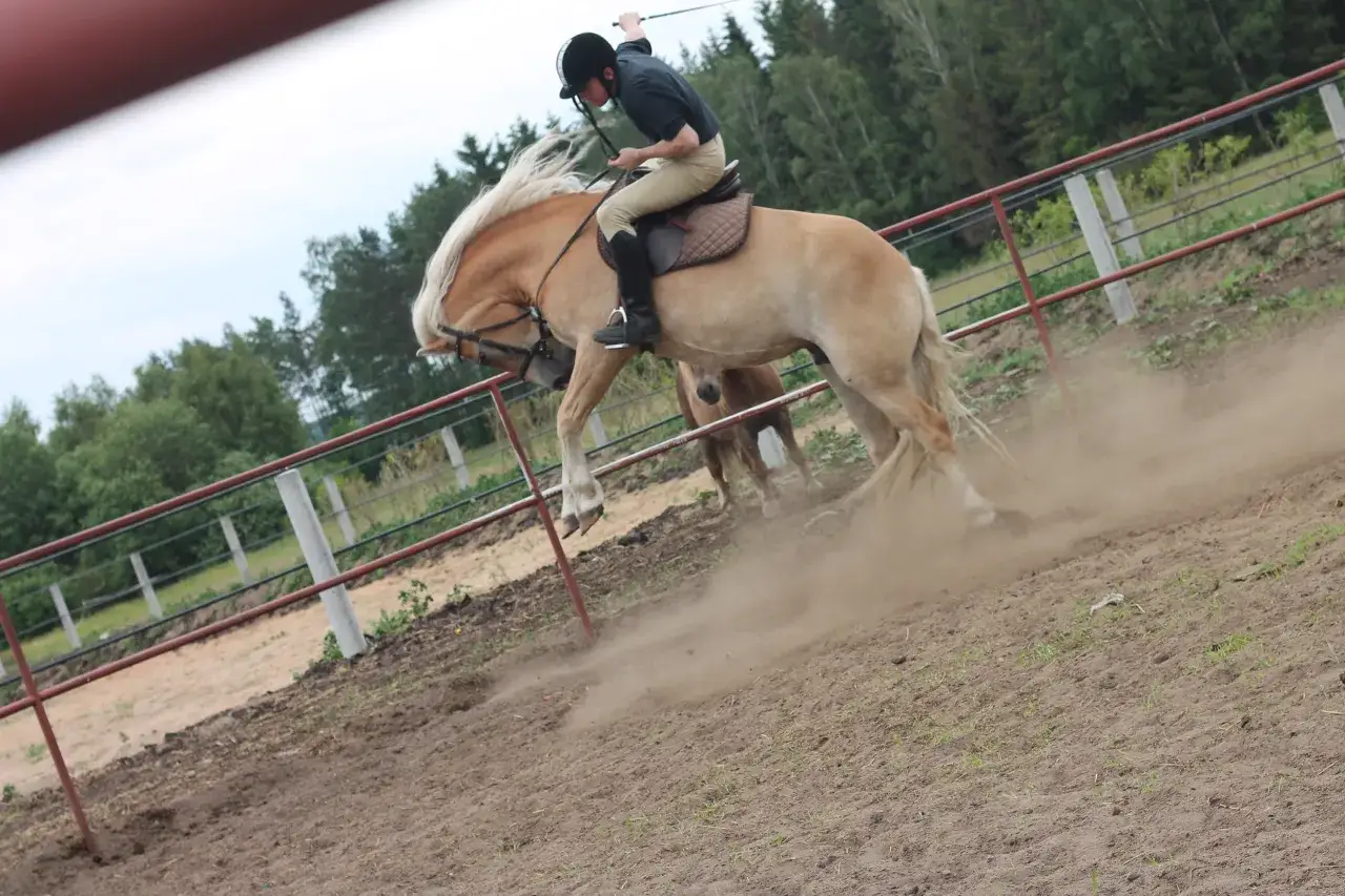 Życie konia: Co robi, jak się komunikuje i co czuje?