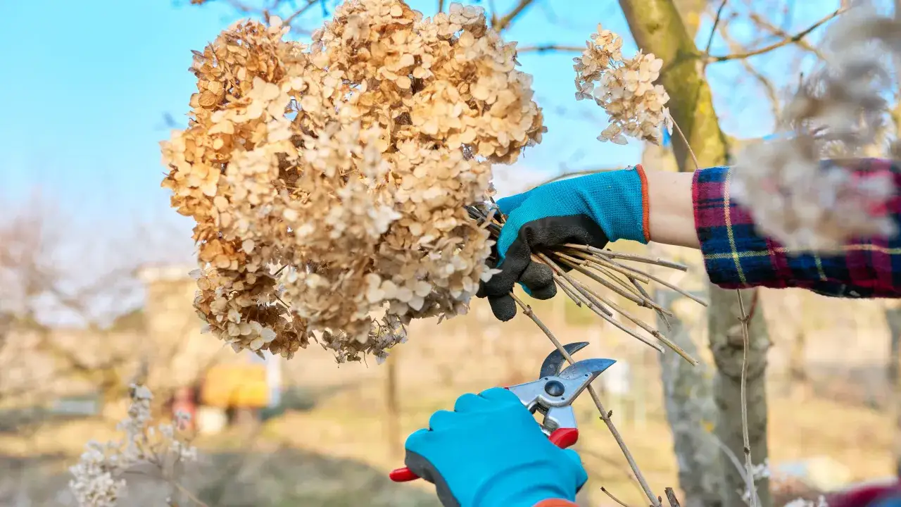 Hortensja ogrodowa: Obcinać jesienią? Nie! Jak dbać po kwitnieniu