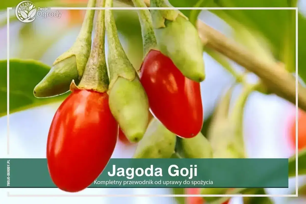 Goji: Jak i kiedy przycinać? Zapewnij sobie rekordowe zbiory!