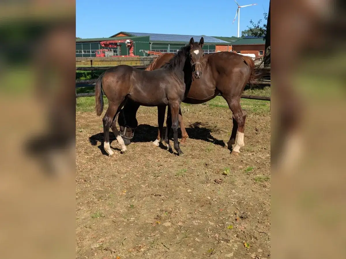 Klacz w stadninie: Serce hodowli? Rola, cykl życia, opieka
