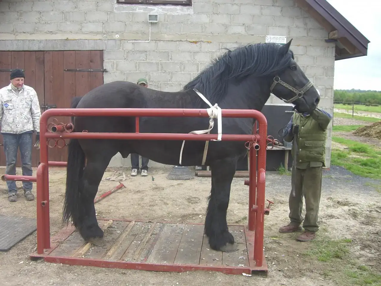 Jak zrobić poskrom dla koni: skuteczne techniki i bezpieczeństwo