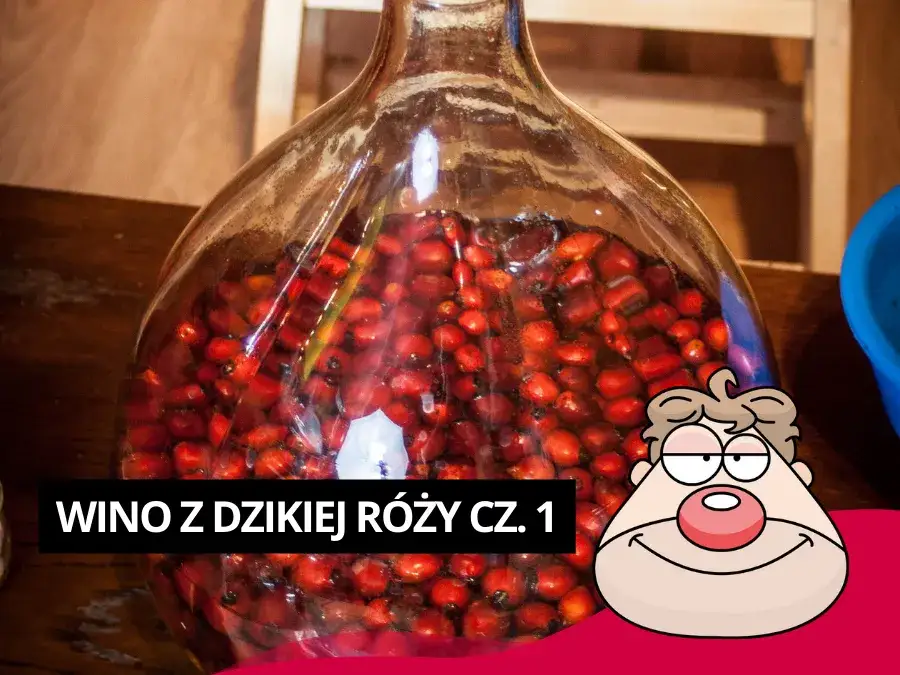 Jak zrobić wino z dzikiej róży? Kompletny przepis krok po kroku