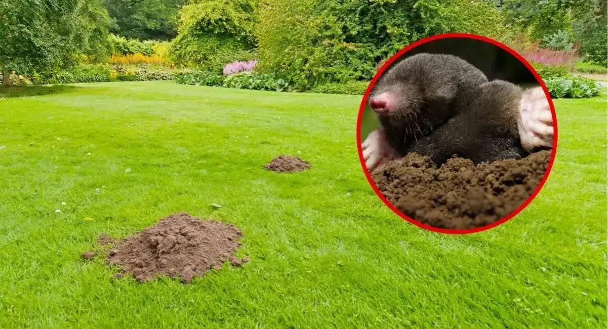 Jak pozbyć się kreta z działki - skuteczne metody i porady forum