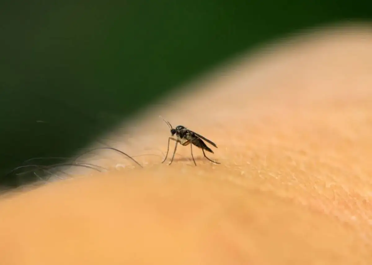 Mały komar na skórze. Olejek neem na ziemiórki to naturalny sposób na pozbycie się tych uciążliwych owadów.