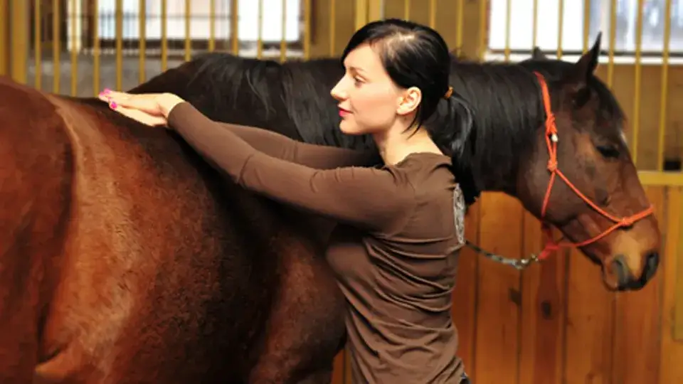 Ile zarabia fizjoterapeuta koni? Poznaj zaskakujące fakty o wynagrodzeniach