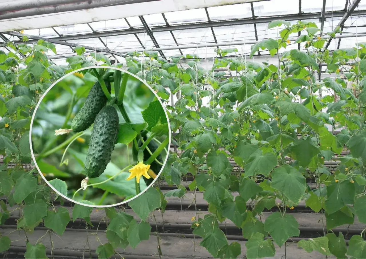 Ogórki w tunelu potrzebują odpowiedniego nawożenia. Na zbliżeniu widać młode owoce i kwiaty.