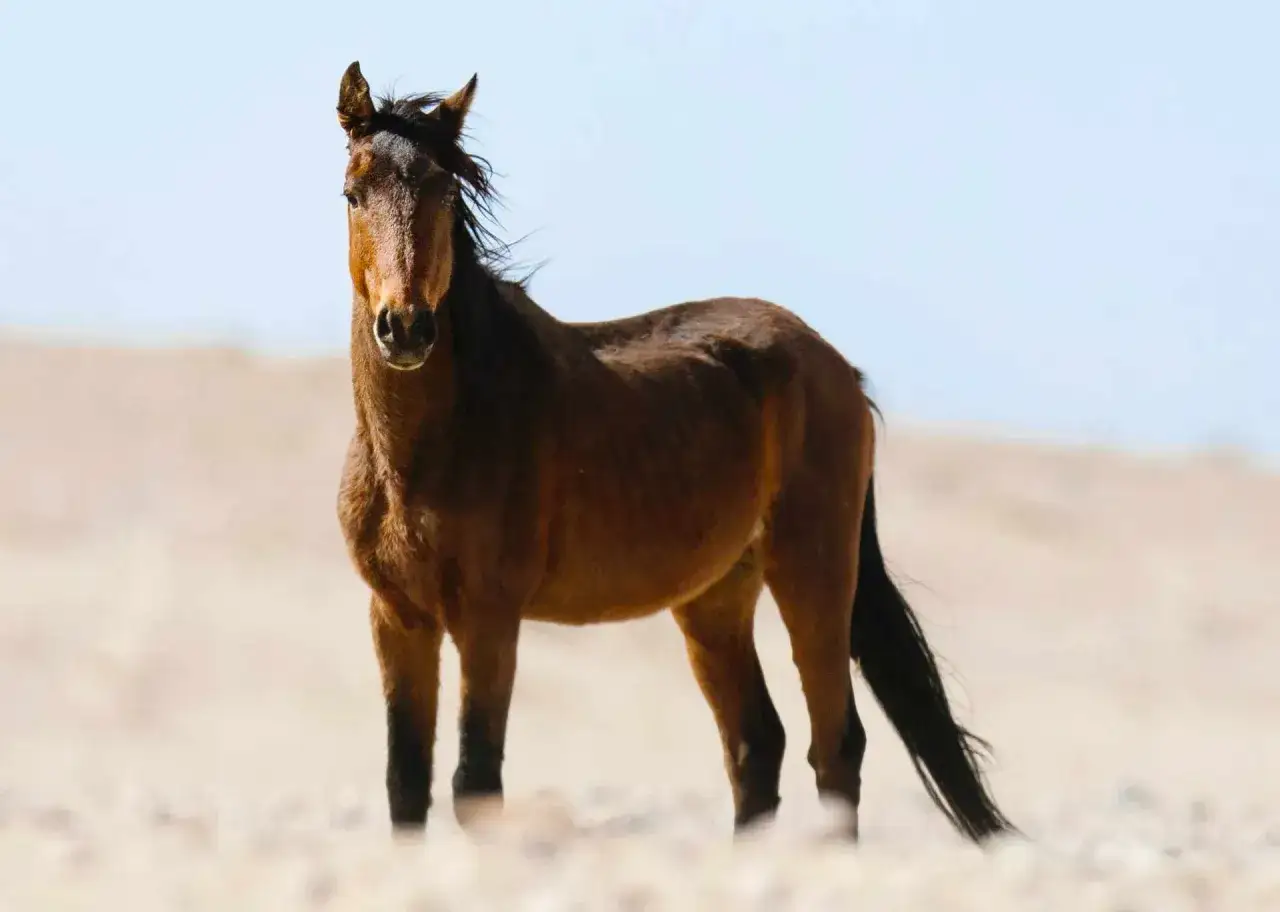 Długość życia konia: 25 czy 62 lata? Sprawdź, co decyduje!