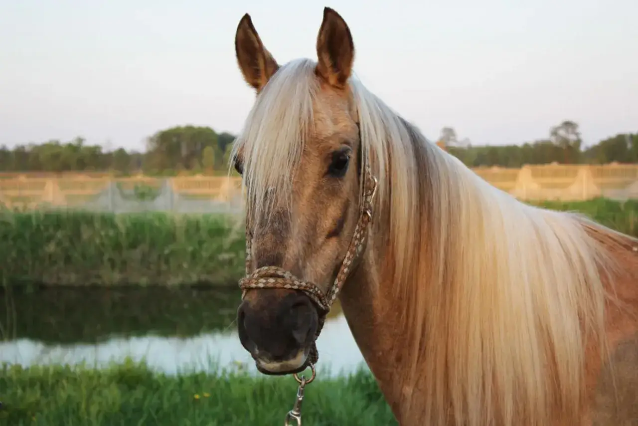 Piękny koń palomino z długą, jasną grzywą na tle zielonej łąki i stawu. Stadnina koni palomino w pełnej krasie.