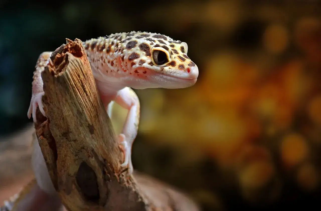 Gekon lamparci z cętkami na gałęzi.