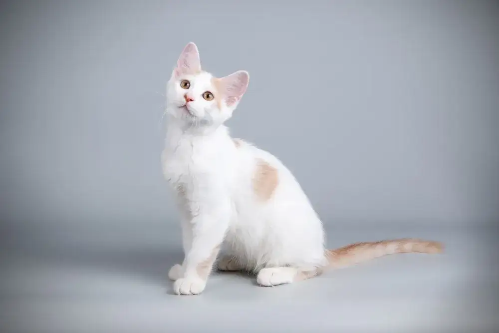 Kot Afrodyty tajka - unikalna rasa z bogatą historią i temperamentem