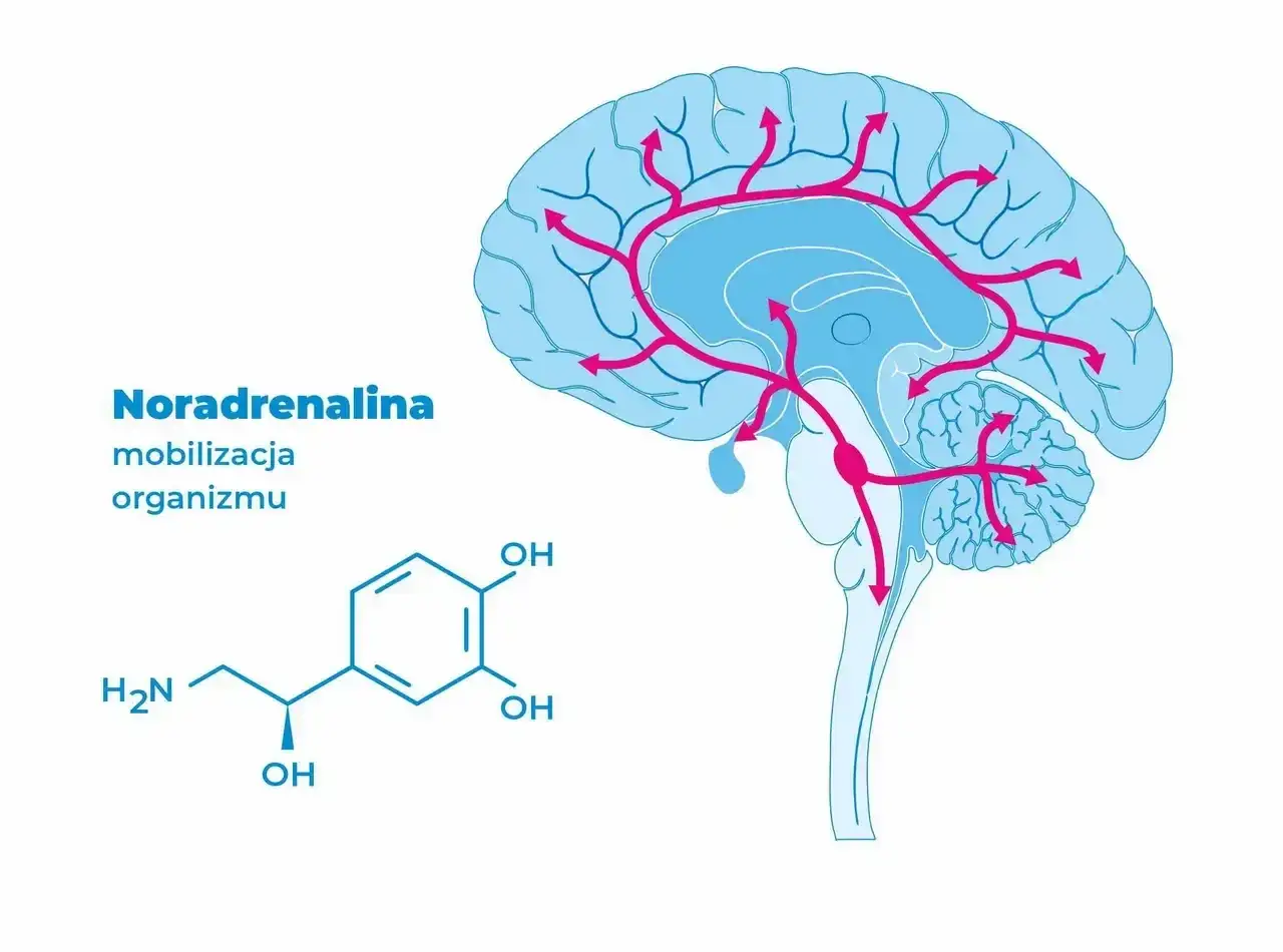 Niedobór noradrenaliny objawy: poznaj symptomy, które mogą zaskoczyć