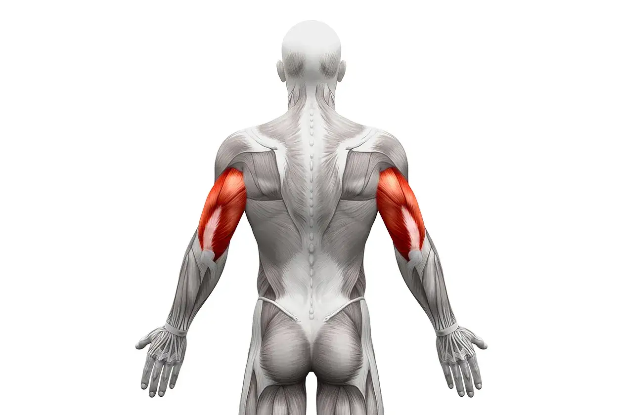 Triceps: Jak rozciągać, by zwiększyć siłę i uniknąć kontuzji?