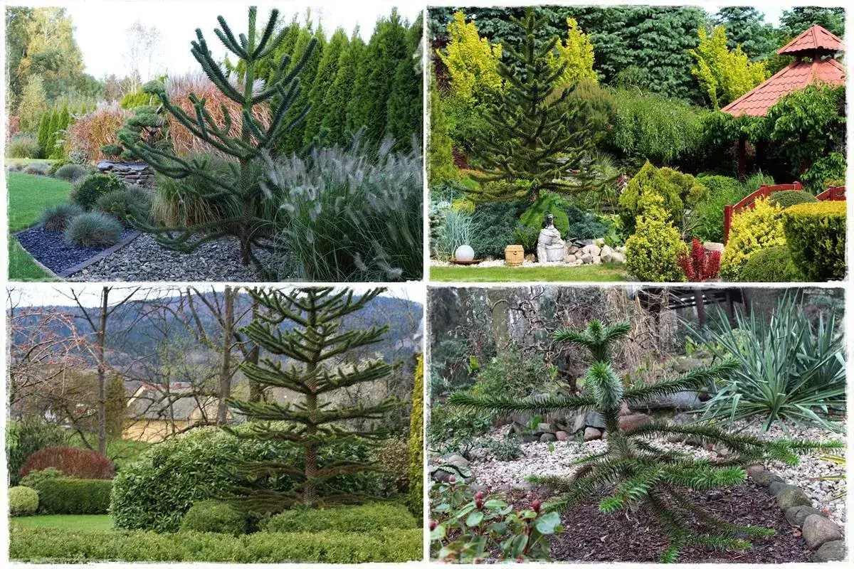 Małpie drzewo uprawa w ogrodzie. Cztery ujęcia pokazują różne etapy wzrostu i aranżacje z tym niezwykłym drzewem iglastym.