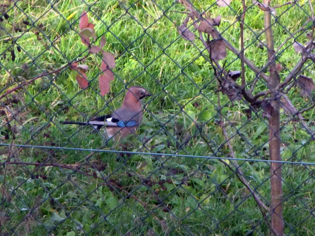 Sójka wiersz Jan Brzechwa - analiza humoru i znaczenia kulturowego