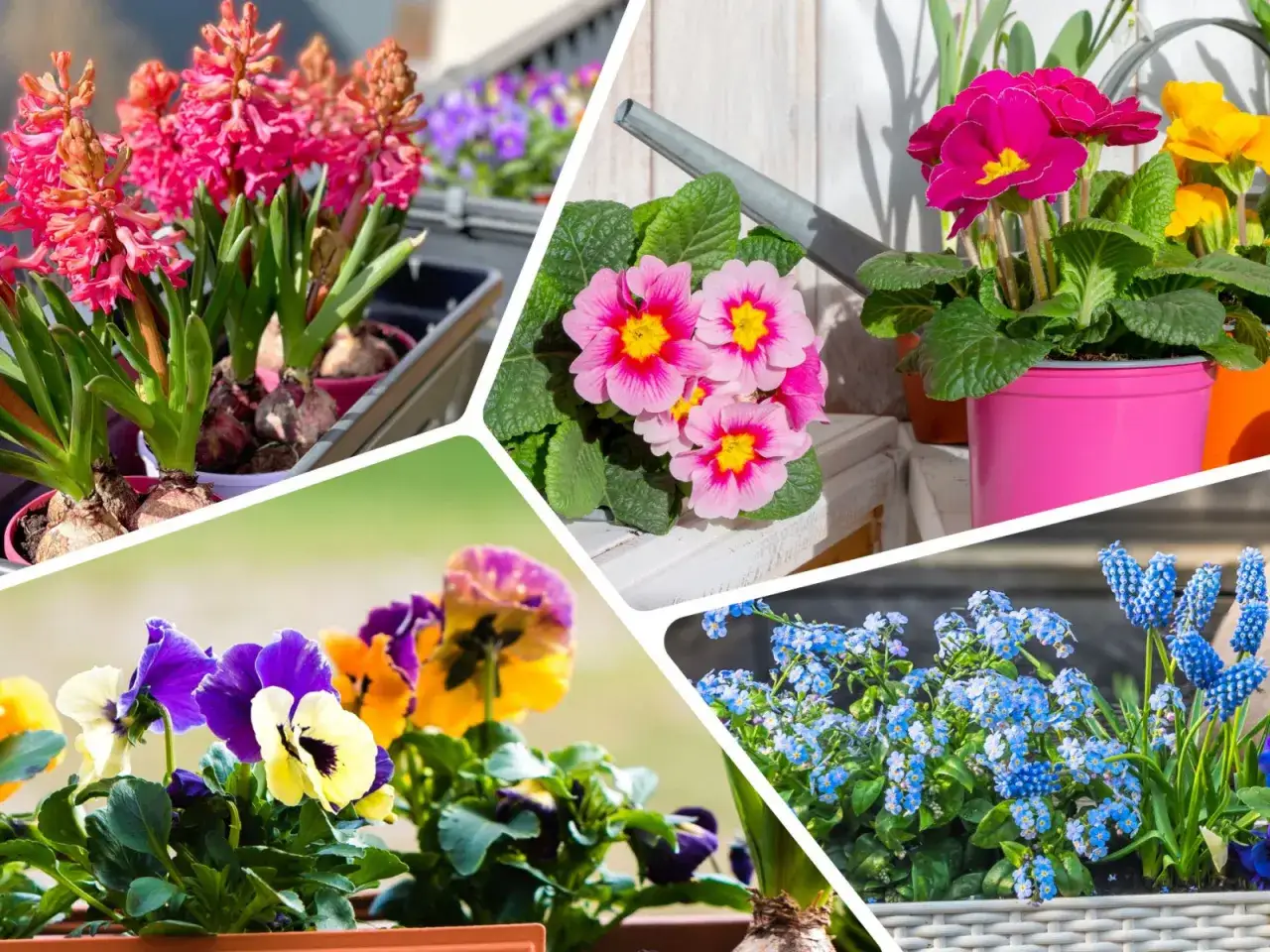 Co sadzić w marcu na balkonie, by uniknąć przymrozków?