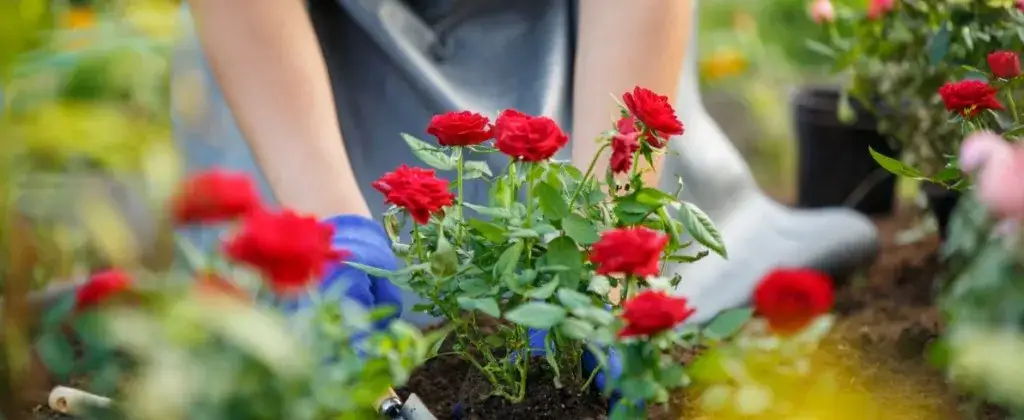 Róża jak sadzić: uniknij najczęstszych błędów przy sadzeniu