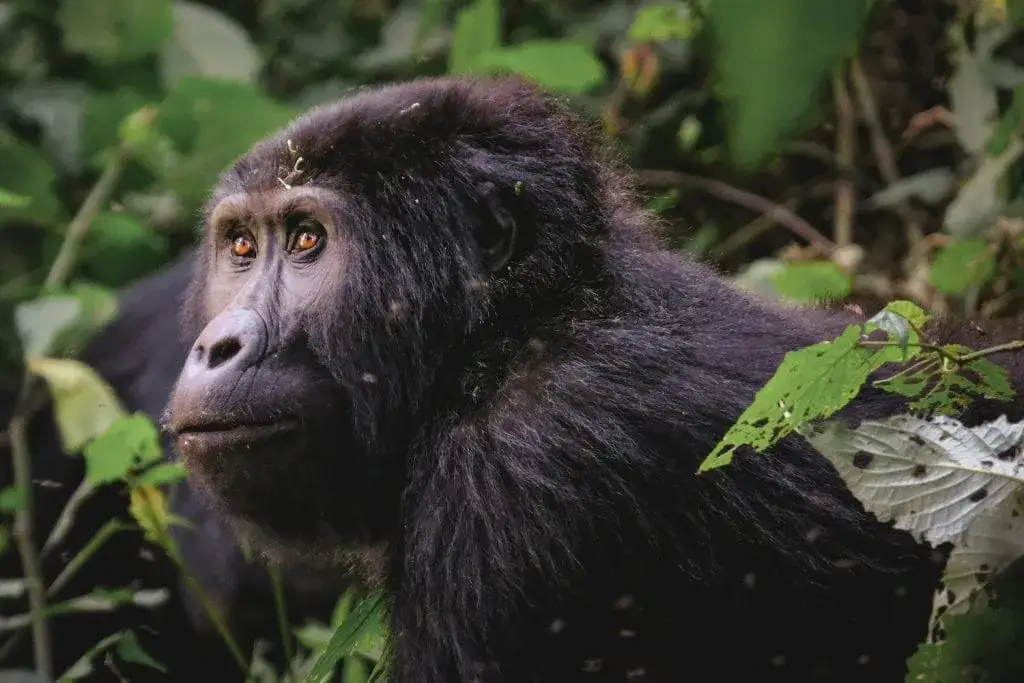 Uganda czy jest bezpiecznie? Co musisz wiedzieć przed podróżą