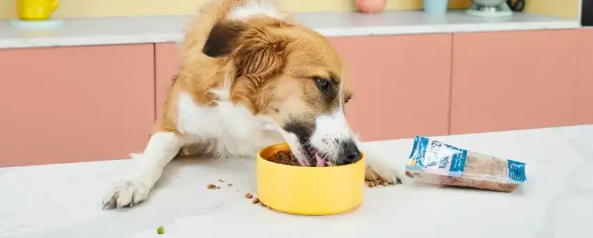 Jaką karmę dla psa wybrać, aby zapewnić mu zdrowie i szczęście?