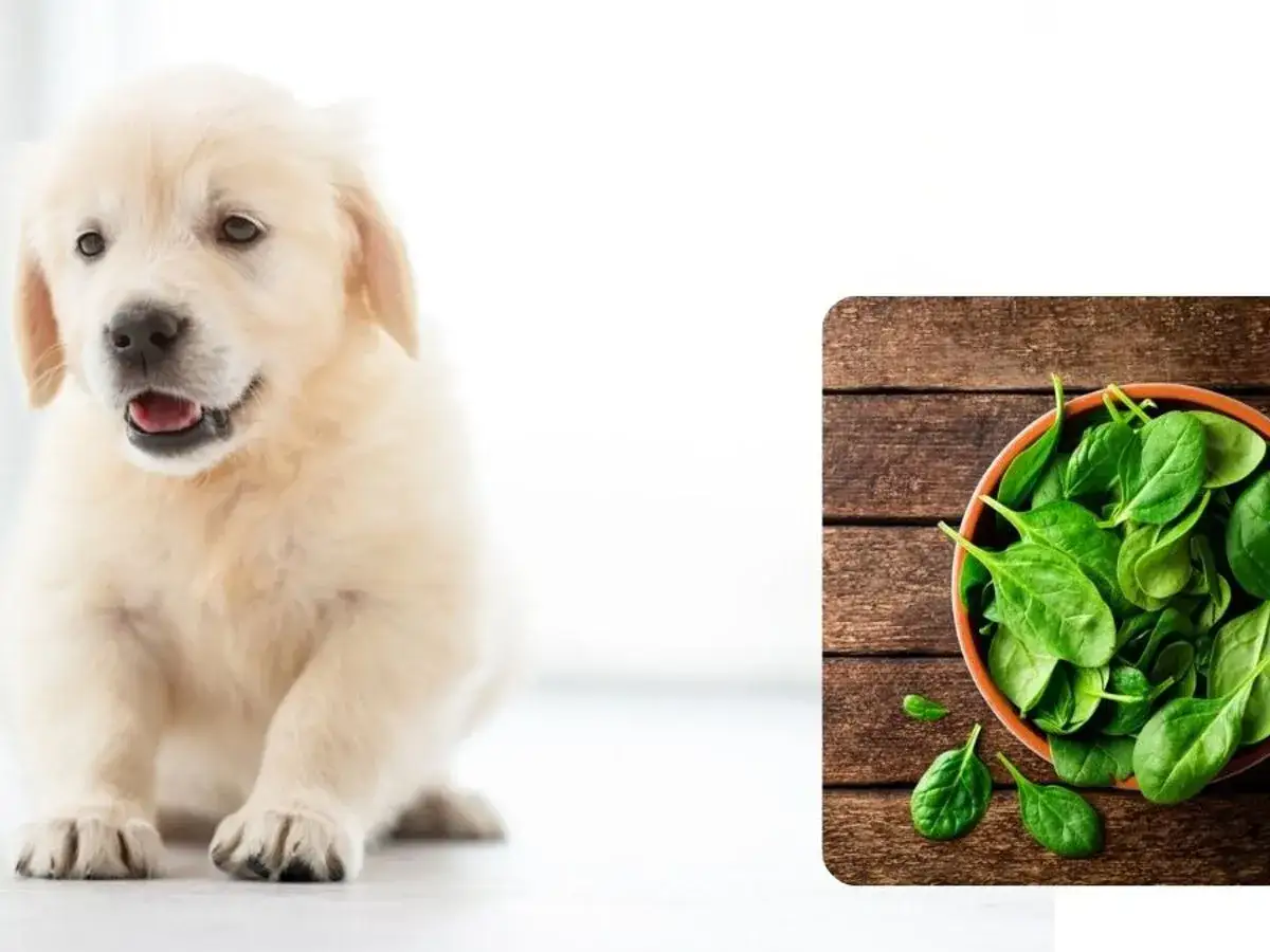Słodki szczeniak golden retriever obok miseczki ze świeżym szpinakiem. Czy pies może jeść szpinak?