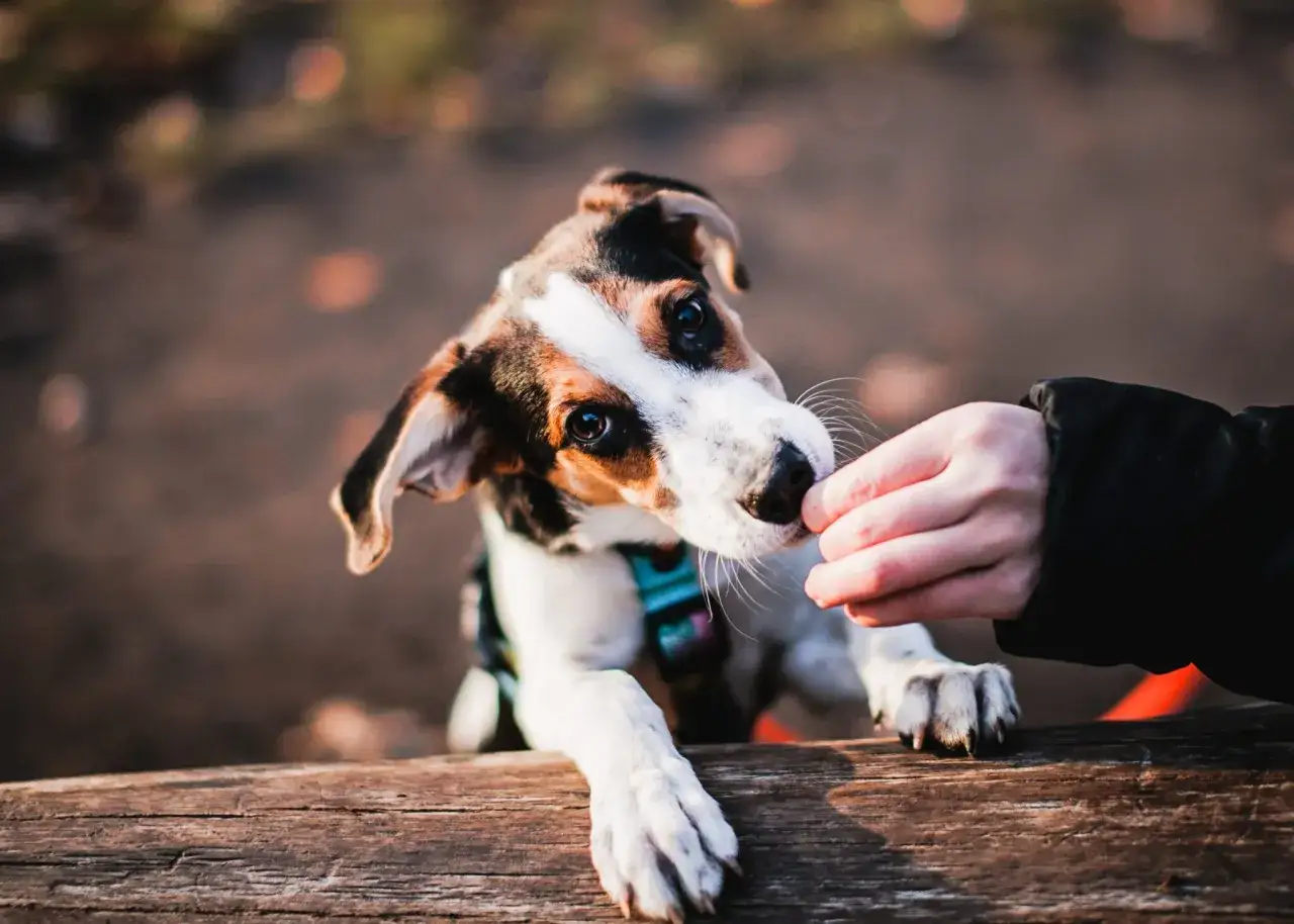 Szczeniak na spacerze: Kwarantanna i socjalizacja jak to pogodzić?