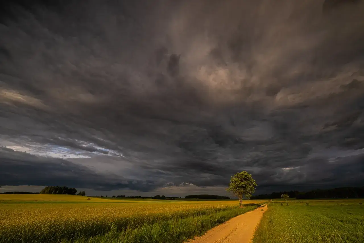 Burzowe niebo nad polami rzepaku. Droga wije się przez zielone łąki, a samotne drzewo stoi na tle dramatycznych chmur. To piękne krajobrazy Podlasia.