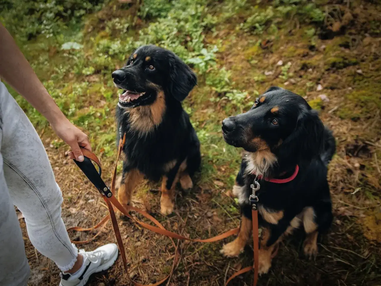 Co zamiast kolczatki dla psa? Lepsze i bezpieczniejsze metody szkolenia