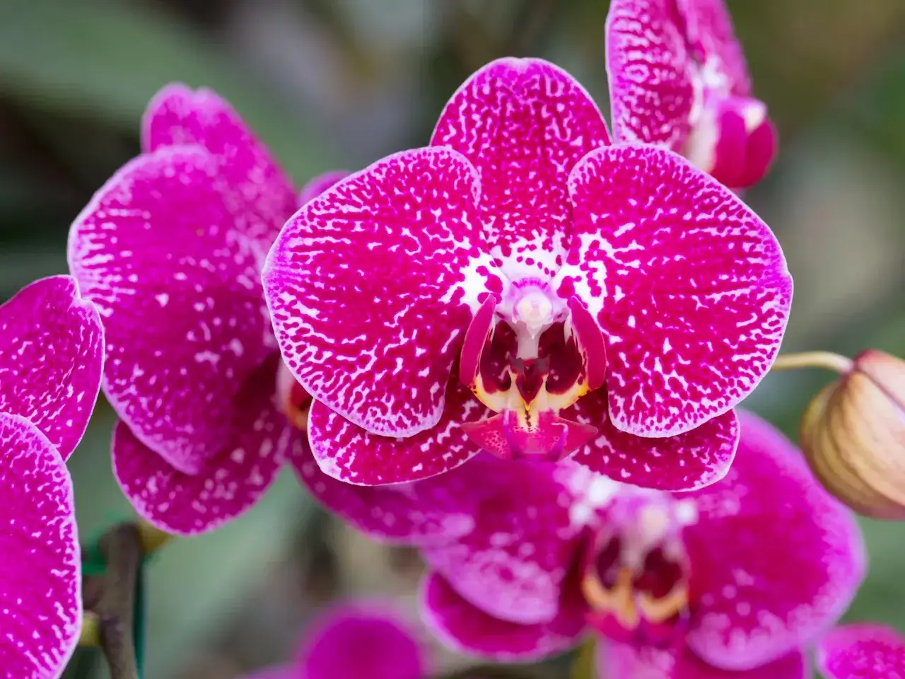 Długość kwitnienia storczyka: Jak sprawić, by kwitł miesiącami?