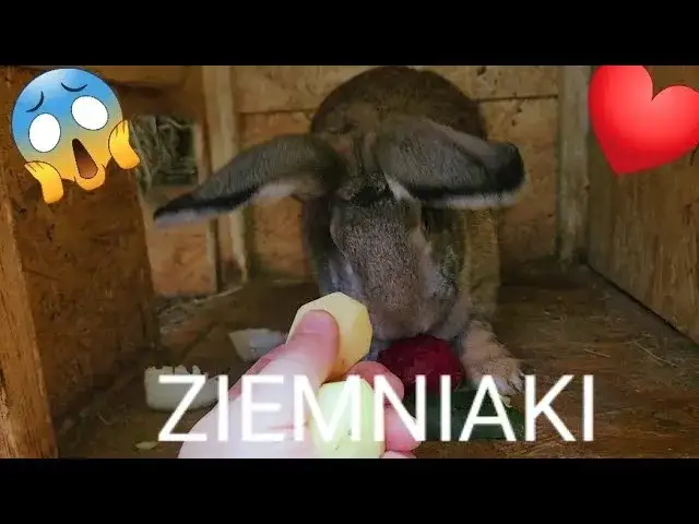 Czy króliki mogą jeść surowe ziemniaki? Oto niebezpieczeństwa dla zdrowia