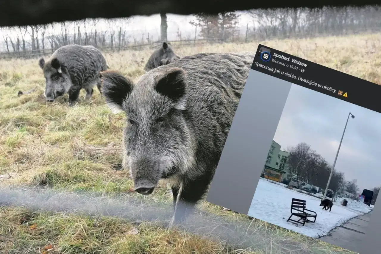 Dziki na osiedlu: Jak bezpiecznie reagować i kogo wezwać?
