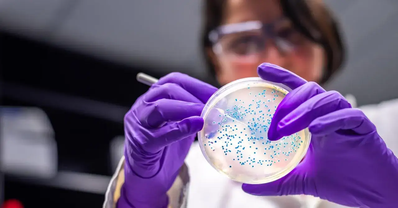 Naukowczyni w fioletowych rękawiczkach bada szalkę Petriego z koloniami bakterii, w tym escherichia coli, pod mikroskopem.