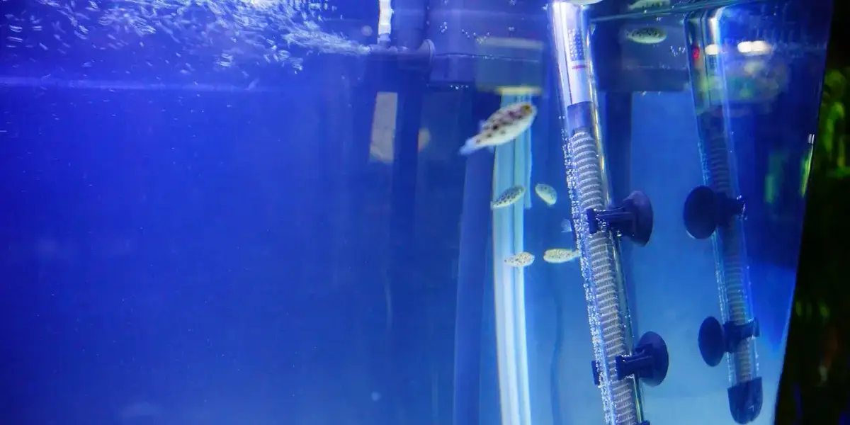 Jaką grzałkę do akwarium wybrać, aby uniknąć problemów z temperaturą?