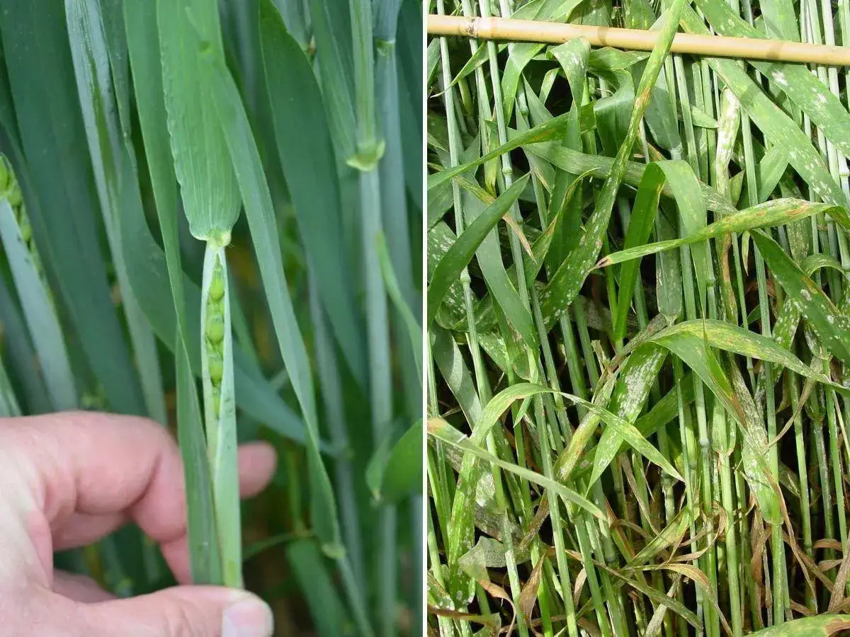 Kwitnienie pszenżyta: Ile trwa i co decyduje o plonie?