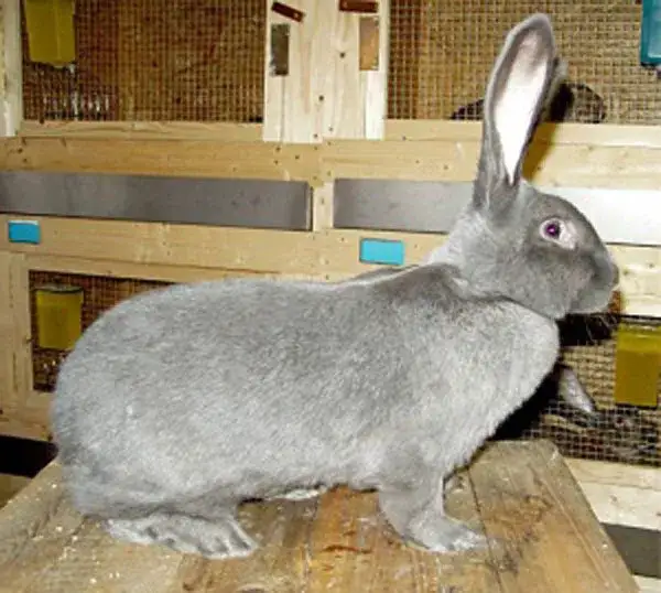 Królik belgijski olbrzym: Czym karmić, by rósł zdrowo i długo żył?