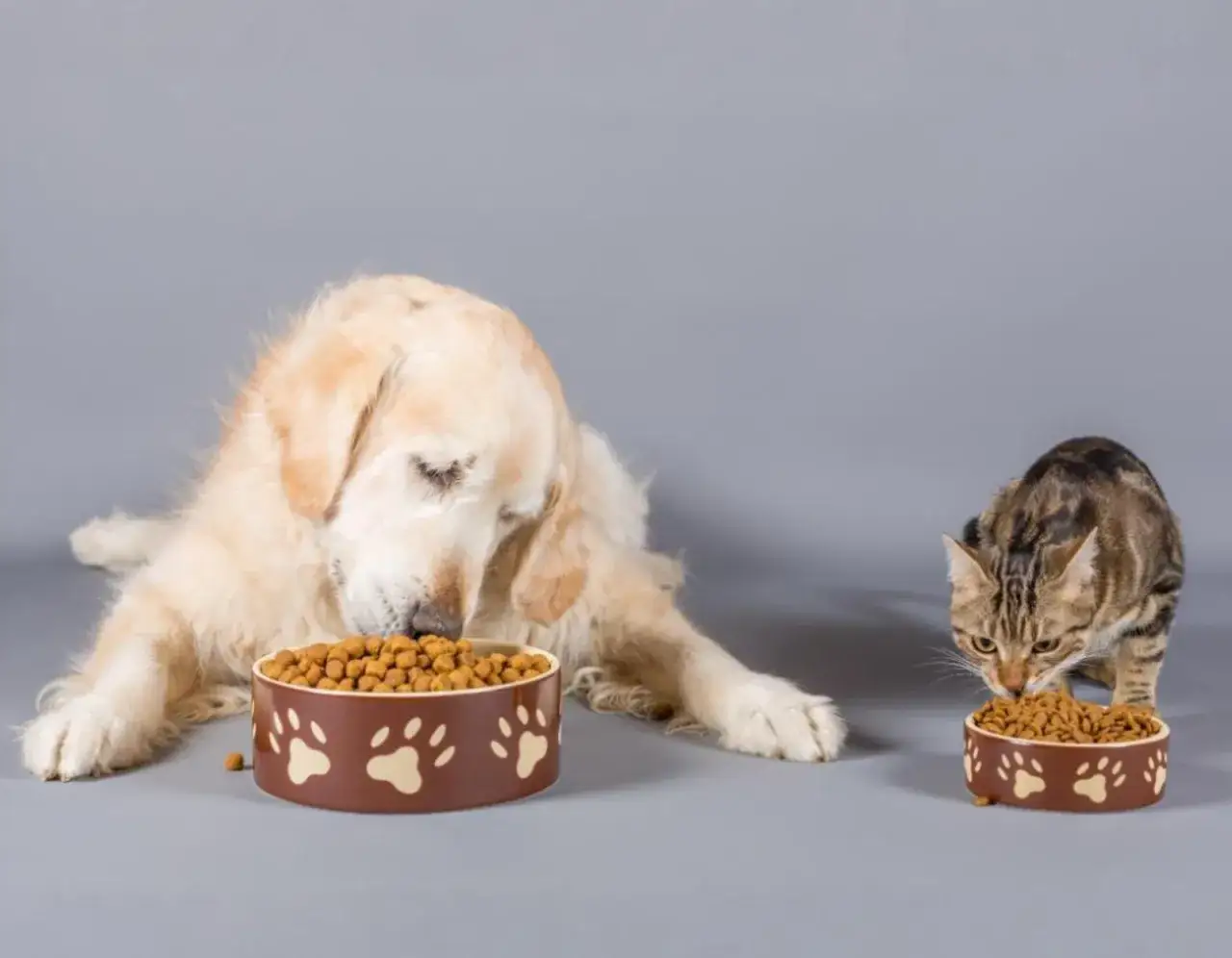 Czy pies może jeść mokrą karmę dla kota? Sprawdź, co grozi zdrowiu