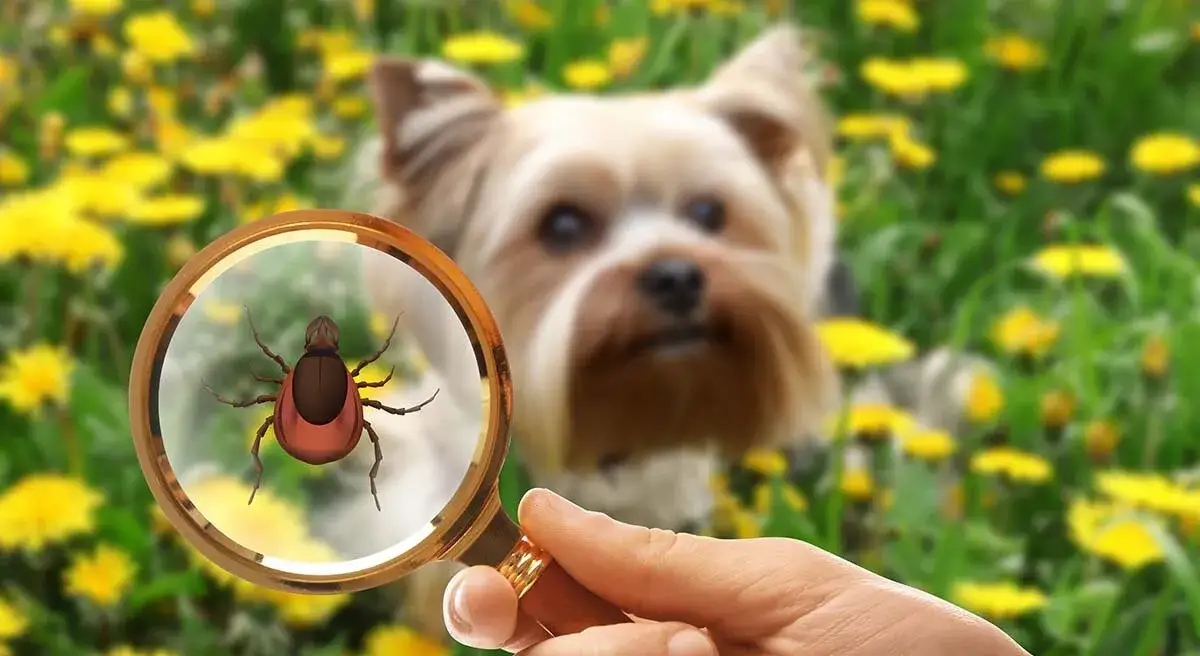 Jak skutecznie stosować krople Vectra dla psa i uniknąć błędów