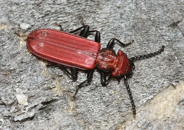 Czym się żywi zgniotek cynobrowy? Odkryj jego nieznane źródła pokarmu