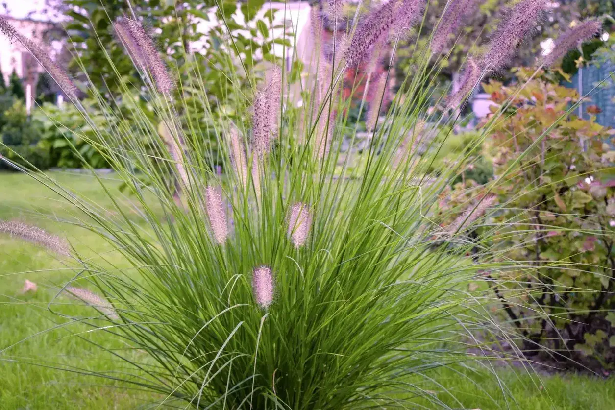 Jak sadzić rozplenice japońską 'Lady U' - uniknij błędów i ciesz się pięknem