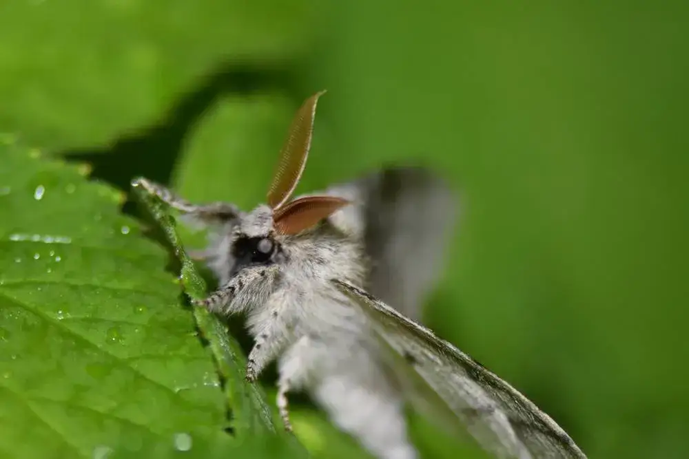 Jak rozmnażają się ćmy? Sekrety ich niezwykłego cyklu życiowego
