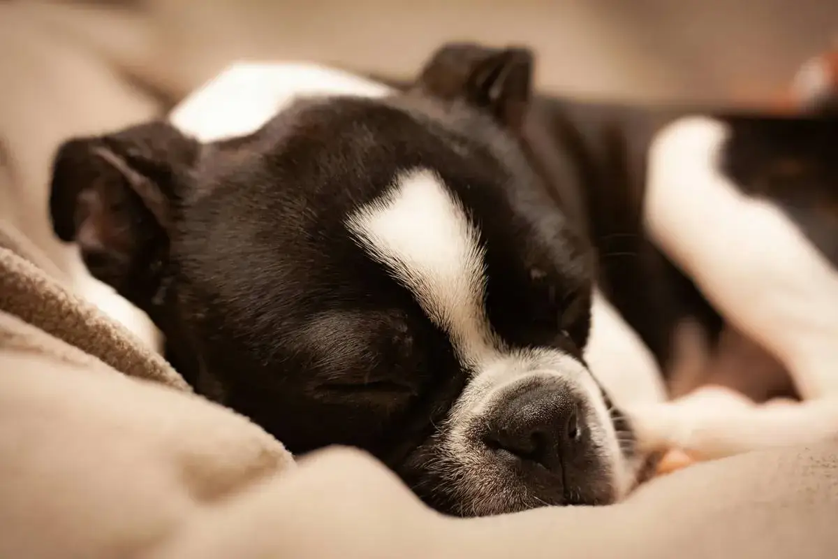 Czarno-biały pies Boston Terrier śpi głęboko na miękkim kocu. Widać, ile śpi pies, gdy odpoczywa.