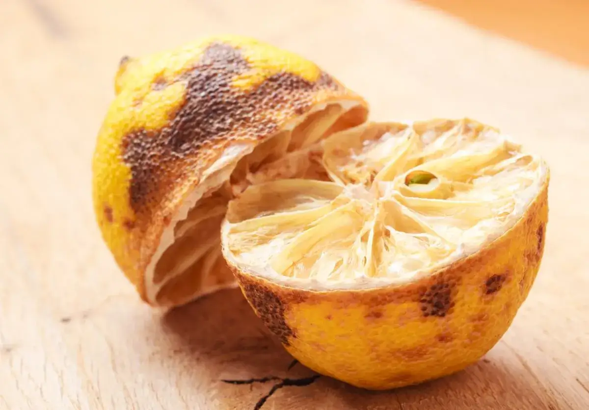 Twoja cytryna choruje? Sprawdź idealne podłoże i ciesz się owocami!