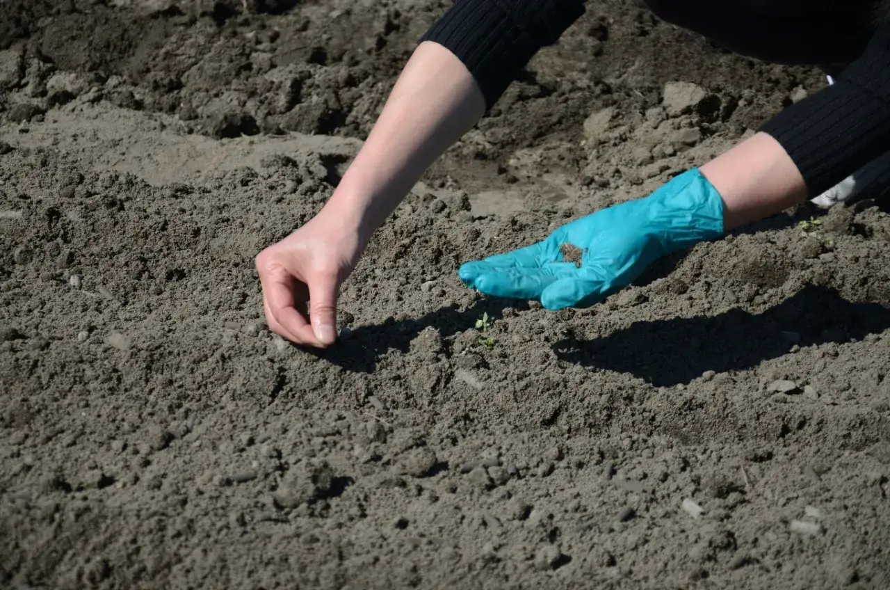 Ręka w niebieskiej rękawiczce sieje nasiona w ziemi. To idealny czas, by zastanowić się, co siać w maju, by cieszyć się plonami.