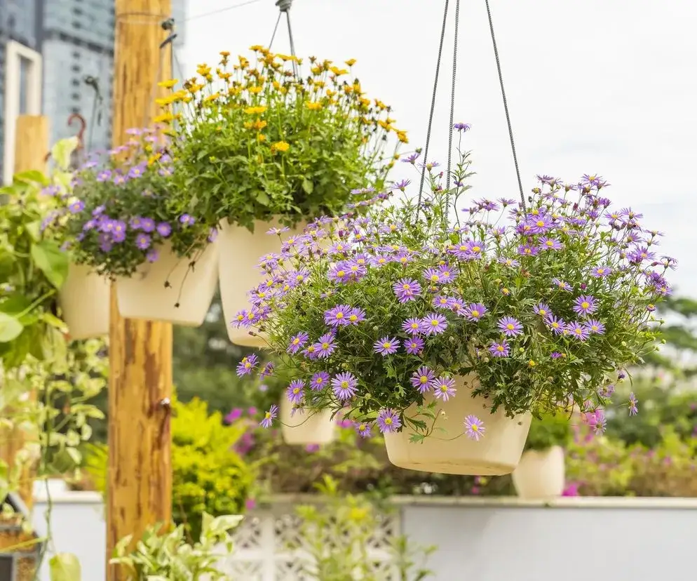 Kwiaty na taras: Wybierz idealne rośliny i stwórz kwitnącą oazę!