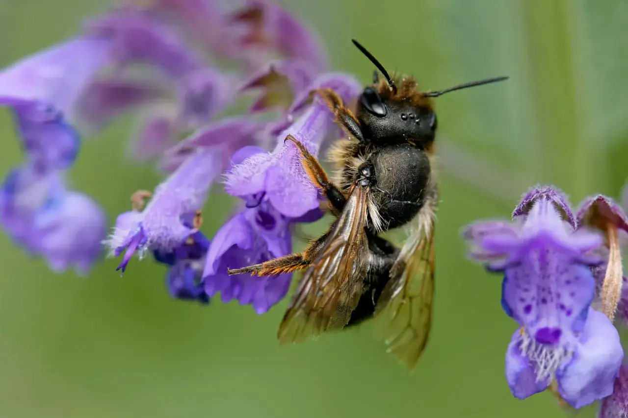 Pszczoła murarka na fioletowym kwiecie. Warto wiedzieć, czym dokarmiać pszczoły murarki, by im pomóc.