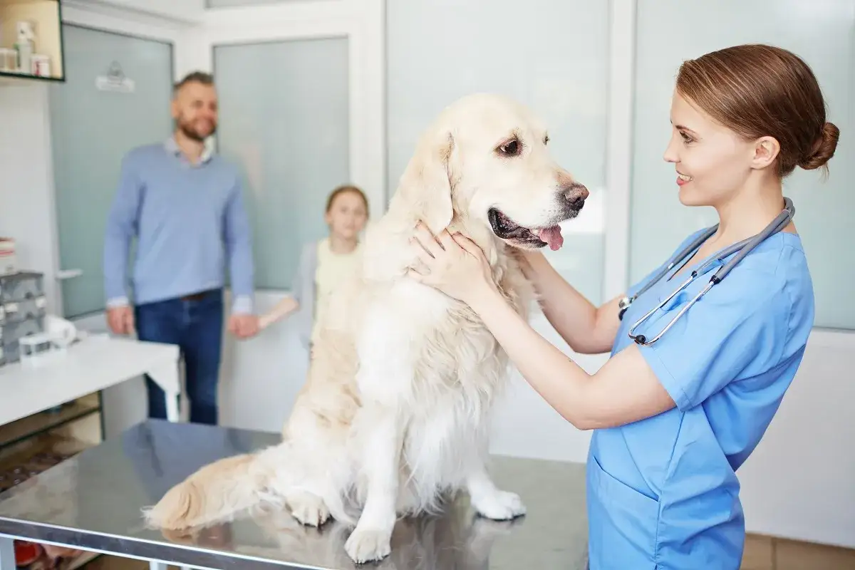 Weterynarz w niebieskim fartuchu bada złotego retrievera, w tle rodzina.