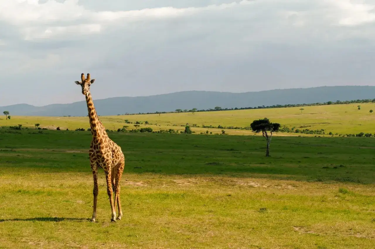 Żyrafa na tle zielonych wzgórz Kenii. Niezapomniane wrażenia z safari w Nairobi.