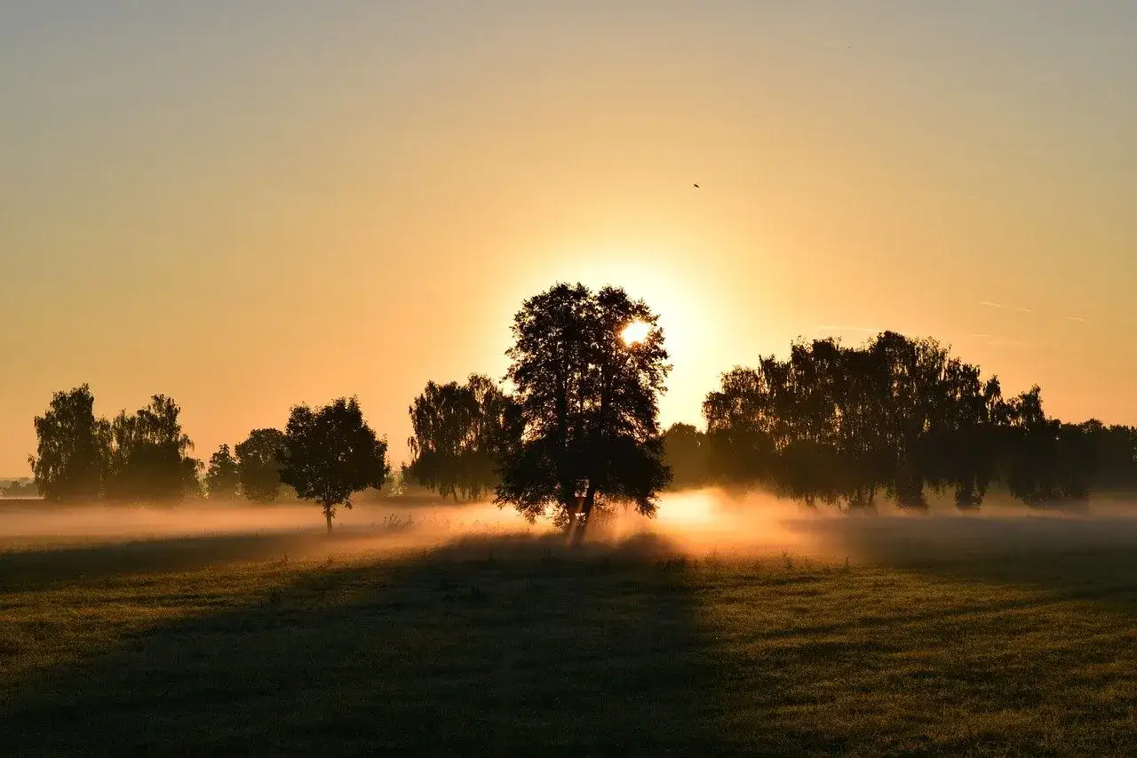Mglisty poranek, idealny na bieganie na czczo. Słońce przebija się przez drzewa, tworząc magiczną atmosferę.