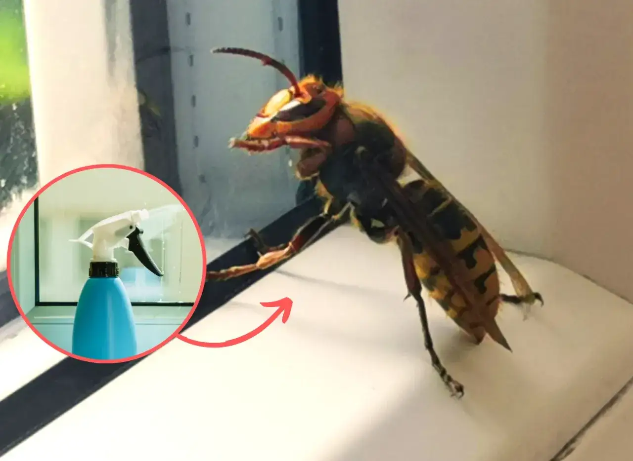 Duży szerszeń obok butelki ze sprayem. Czy to jest to, co odstrasza szerszenie?